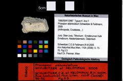 Foto (Objekt + Etikett) von Prosopon abbreviatum (Schweitzer & Feldmann, 2009)  (NHMW-GEO-1990-0041-2487)